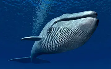 نجات وال اسیر شده در تور ماهیگیری