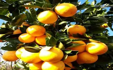 مردم، نگران تامین میوه شب عید نباشند/ قیمت گذاری میوه شب عید