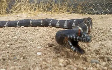 حمله مورچه‌ها به یک مار + فیلم