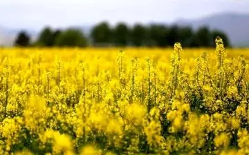 ‍ آغاز کشت دانه روغنی کلزا در اراضی شهرستان کرمانشاه
