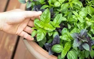 با گیاهان کاهنده فشار خون آشنا شوید