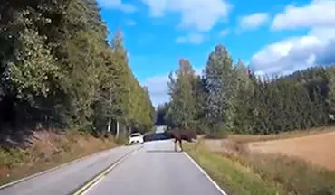 تصادف یک گوزن با خودروی سواری در جاده جنگلی + فیلم