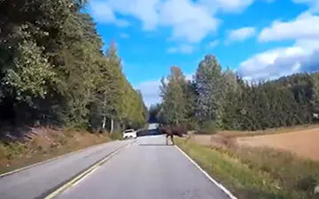 تصادف یک گوزن با خودروی سواری در جاده جنگلی + فیلم