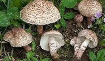 خطر مسمومیت با قارچ‌های خودرو