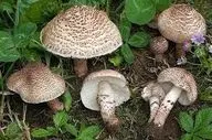 خطر مسمومیت با قارچ‌های خودرو