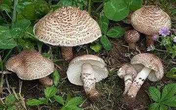 خطر مسمومیت با قارچ‌های خودرو