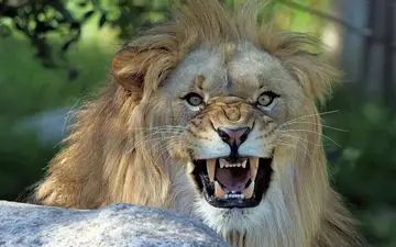 جولان شیر فراری در خیابان‌ های شهر + ویدئو وحشتناک