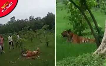 کشتن ببر بیچاره با چوب و چماق توسط روستائیان!
