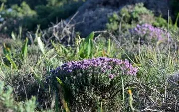 راز سلامتی در طبیعت/ این گیاه کوهی را دست کم نگیرید