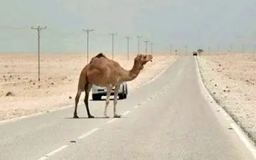 مرگ 2 صدرنشین خودرو در اثر برخورد با شتر/ شتر زنده ماند!