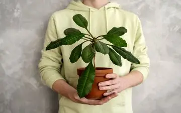 با نگهداری این گیاهان آپارتمانی سلامت را به خود هدیه دهید