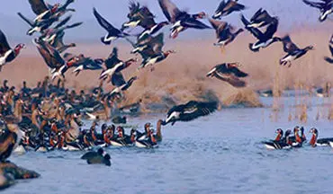 مهاجرت بیش از سه هزار پرنده آبزی به تالاب یوسفکند مهاباد + فیلم 