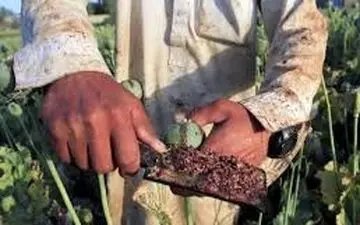 دولت به کشت خشخاش در ایران چراغ سبز داد