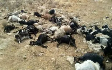 صاعقه ۳۰ راس دام سبک را در ملارد تلف کرد
