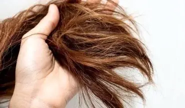 درمان موهای خشک و آسیب دیده باچند داروی خانگی 