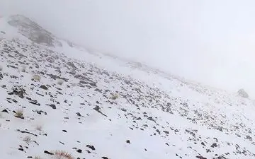 گم شدن 2 امدادگر در محل سقوط هواپیمای تهران-یاسوج