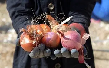 صادرات پیاز و سیب‌زمینی از 15 فروردین ممنوع شد