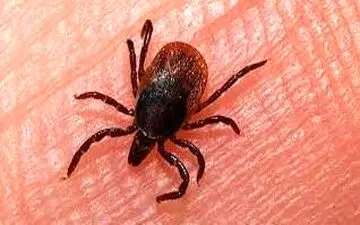 میزان مرگ و میر ناشی از تب کریمه کنگو در در ۵ سال اخیر صفر بوده است