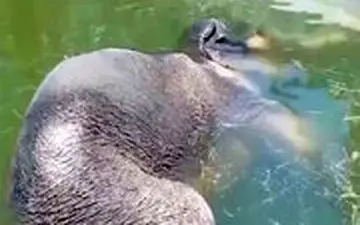 نیاز به نفس کشیدن هنگام چرت زدن زیر هوای داغ تابستان در آب!