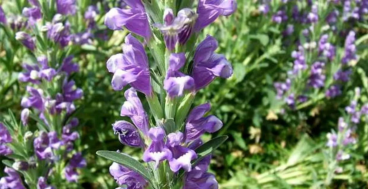بالنگوی شیرازی، دانه‌ای خنک و مرطوب با خواص آرام‌بخشی و ضدسرفه