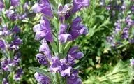 بالنگوی شیرازی، دانه‌ای خنک و مرطوب با خواص آرام‌بخشی و ضدسرفه