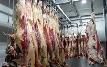 تب کریمه کنگو در صالح‌آباد خراسان رضوی قربانی گرفت
