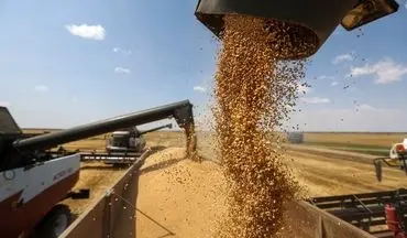 پیش بینی تولید ۳۹۹ هزار تن گندم در سال جاری