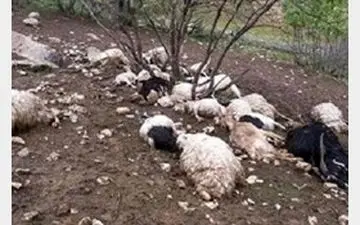 80 راس دام با برخورد صاعقه تلف شد+فیلم