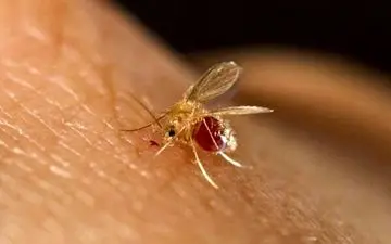 از بیماری سالک چه می دانید؟