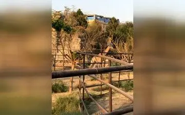  اولین زرافه‌هایی که به ایران آمدند+فیلم