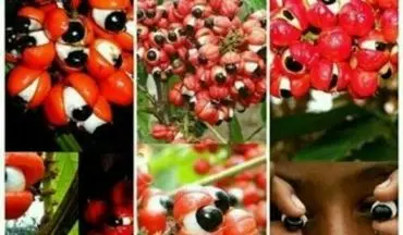 این میوه ها شبیه چشم هستند