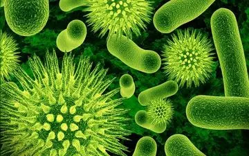  ویروسی که جان ۹۰۰ میلیون انسان را تهدید می‌کند