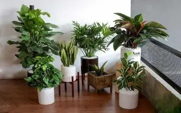 کدام گیاهان خانگی سمی هستند ؟