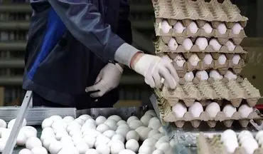 تخم مرغ کمیاب و گران می شود؟