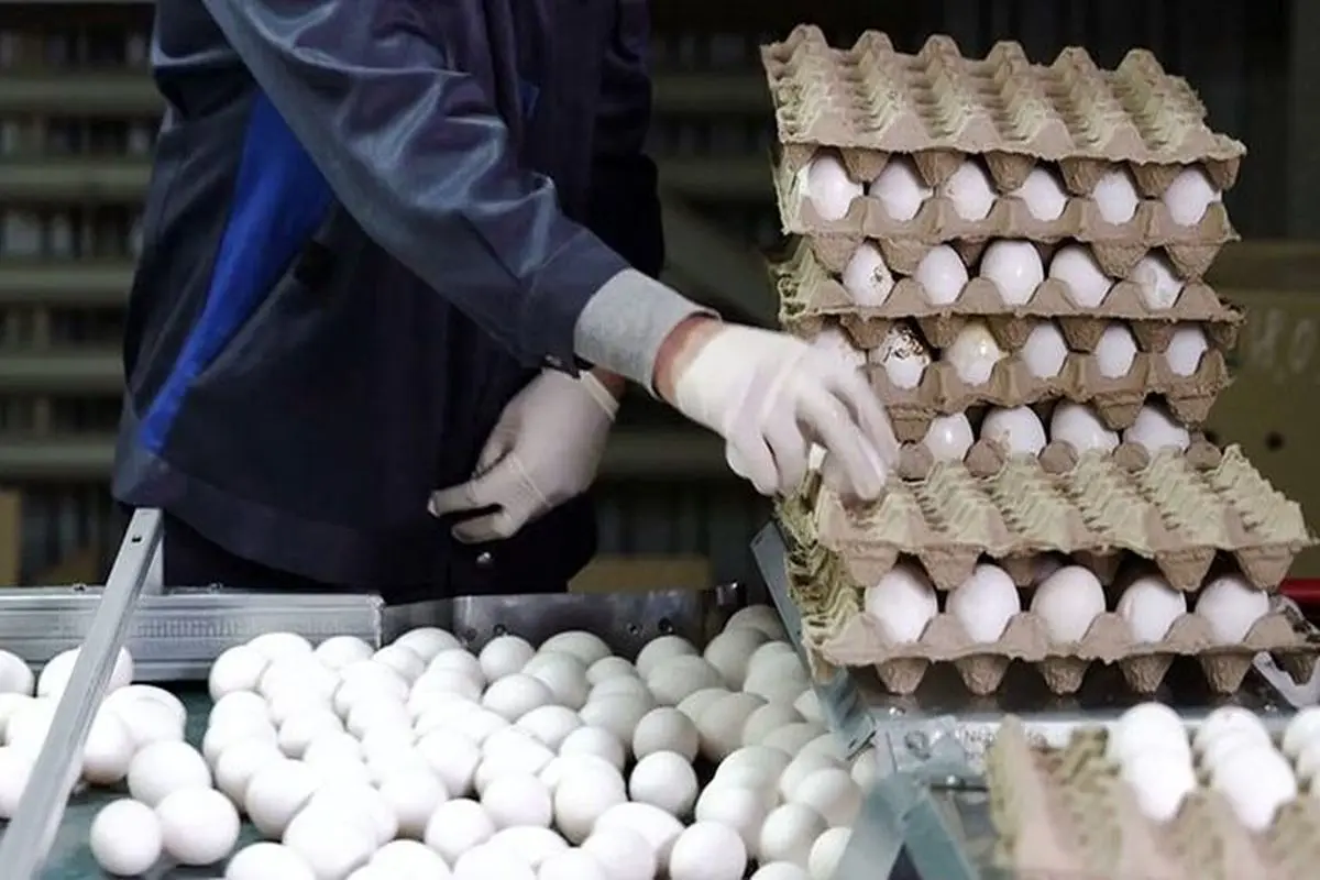 تخم مرغ کمیاب و گران می شود؟
