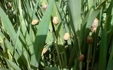  یک مسئول استانی: وضعیت آلودگی گندمزارهای خراسان شمالی بحرانی است