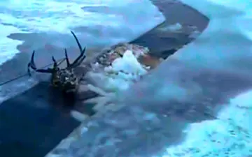 نجات گوزن قرمز از یک رودخانه یخ زده + فیلم