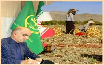 ‍ برداشت پیاز از مزارع شهرستان کرمانشاه آغاز شد