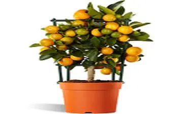 این میوه ی محبوب، دندان هایتان را نابود می کند!