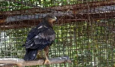 یک بهله عقاب صحرایی در میناب رهاسازی شد