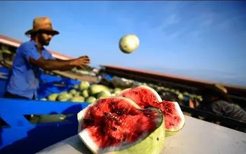 ماجرای رشد هندوانه‌ها با استفاده از "پودر بهداشتی"