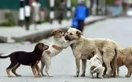 جمع‌آوری روزانه ۳۰ سگ ولگرد در تهران؛ برنامه شهرداری چیست؟