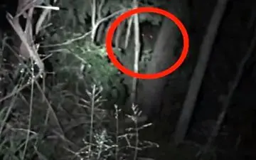 جانوری با چشمان قرمز در جنگل‌های استرالیا +فیلم 