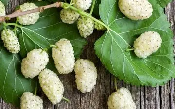 دو روش برای تهیه مربای توت سفید؛ یه مربای خوشمزه و پرخاصیت 