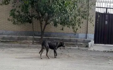 سگ‌های بلاصاحب پرند بازهم حادثه آفریدند