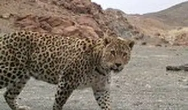 لحظه حمله ناگهانی پلنگ به سگ خانگی