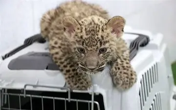 توله پلنگ کشف شده در کلات تحویل مرکز حیات وحش اصفهان شد