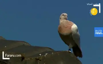 قتل مرد بی گناه به خاطر سوءتفاهم / سرنوشت قاتل کرمانشاهی 