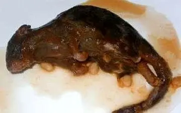 پیداشدن موش پخته در کنسرو غذا