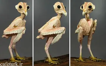 تاحالا جغد را بدون پر دیده بودید؟
